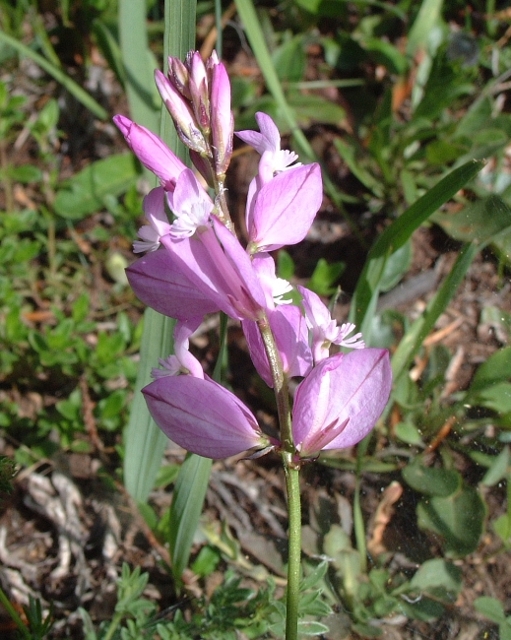 polygala